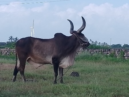 थंबनेल 2