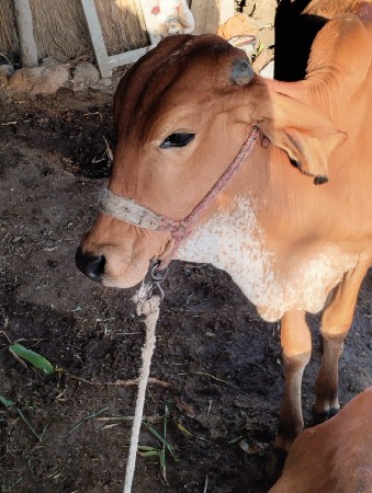 વાછડી વેચવાની છે