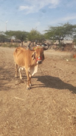 થંબનેલ 2