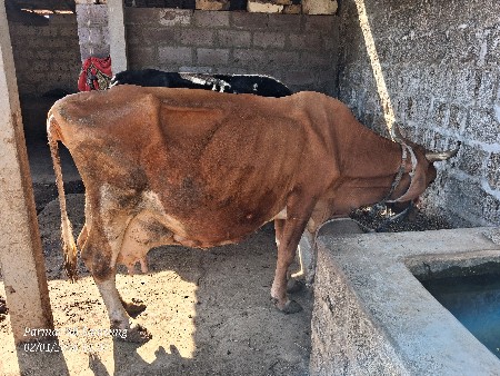 HF ગાય દેવાની