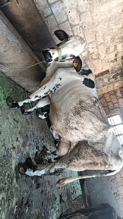 ગાય આપવાની છે Hf કોર્ષ