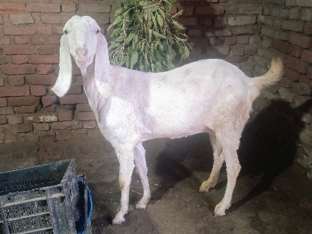 થંબનેલ 2