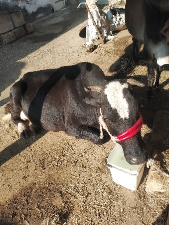 थंबनेल 2