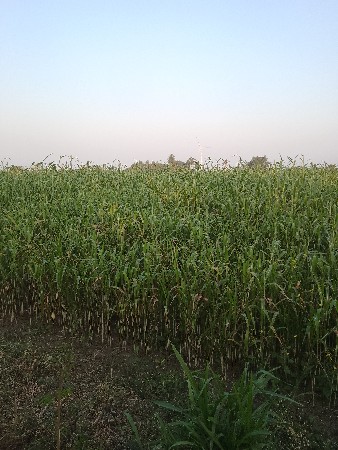 જુવાર નો ચારો