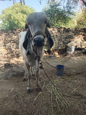 थंबनेल 2