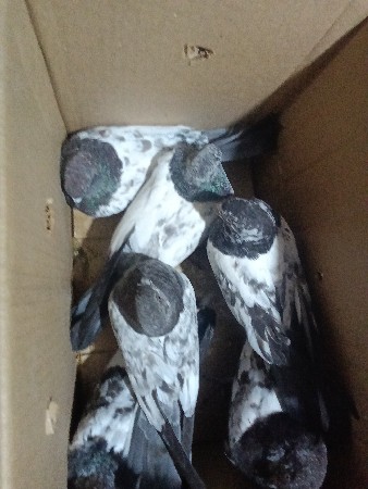 5=6 કલાક ઉડાન ને લોટણ જોડી છે