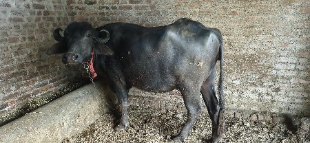 થંબનેલ 3