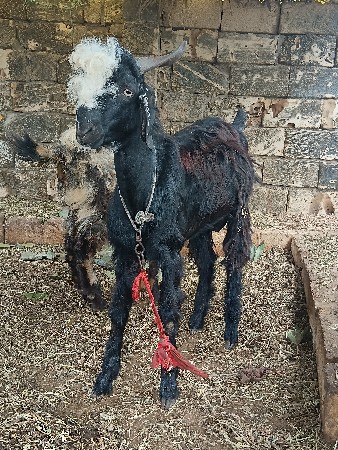 bakara gheta deva na hai