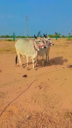 थंबनेल 2