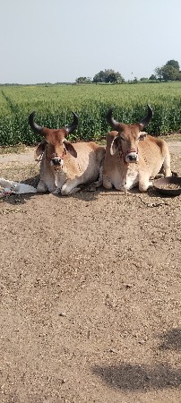 વઢીયારા વેચવાના