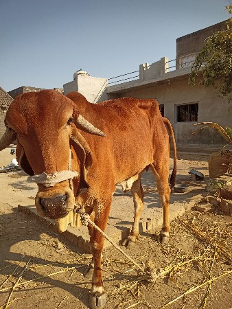 थंबनेल 3