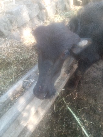 પાડી વેચવાની છે.