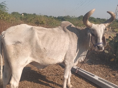 थंबनेल 2