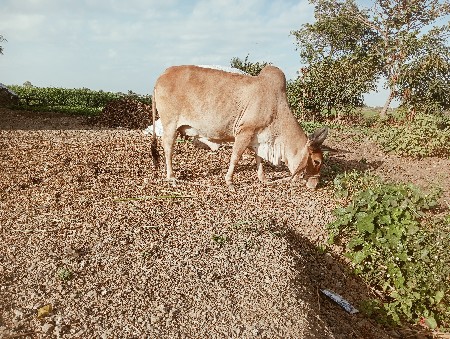 ગાય વેચવાની
