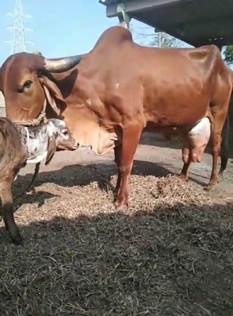 ગાય વેચવા ની છે