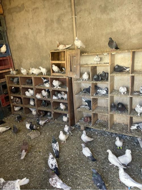 થંબનેલ 2