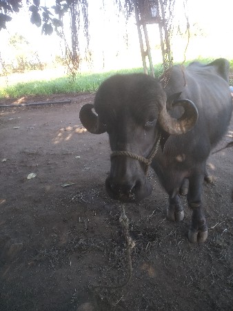 jafrabadi Bhains Soni se