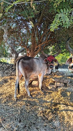બળદ વેચવાના છે