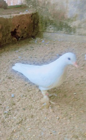 थंबनेल 3