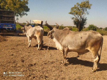 थंबनेल 2