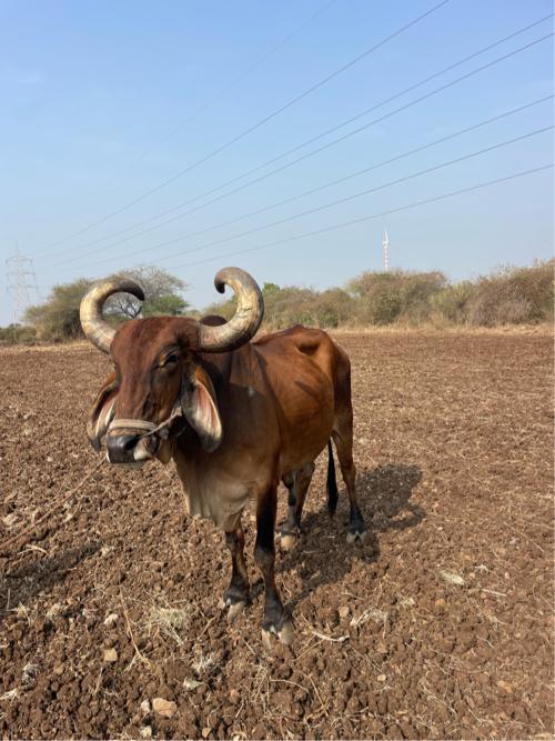 વેચવાનો છે