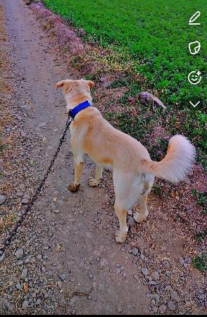 કુતરો આપવાનો છે.