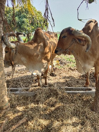 બળદ વેચવાના છે