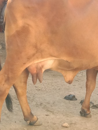 થંબનેલ 3