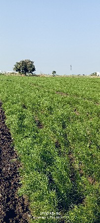 મગફળિ બીયારણ માટે