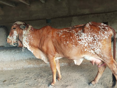 હોડકી વેચવાની પેલું વેતર  ગાભણી છે