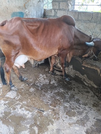 थंबनेल 2