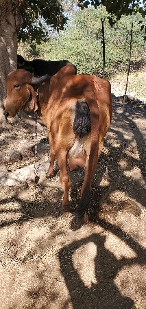 ગાય વેચવાની છે.