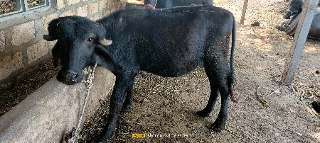 थंबनेल 2