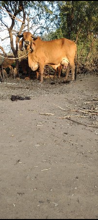 थंबनेल 2