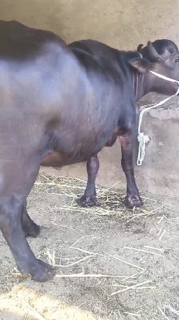 થંબનેલ 6