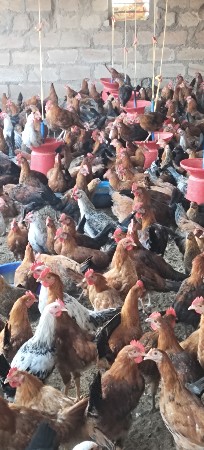 સોનાલી મર્ધા વેચવાના છે