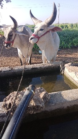 थंबनेल 2