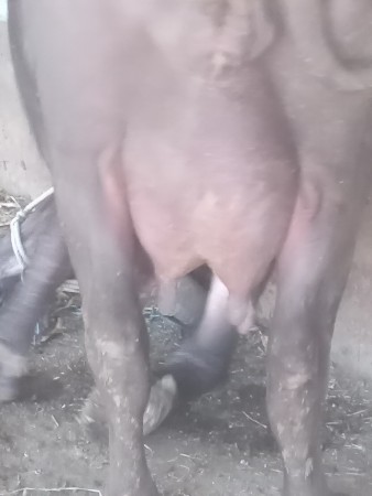 भेसवेसवानुसे