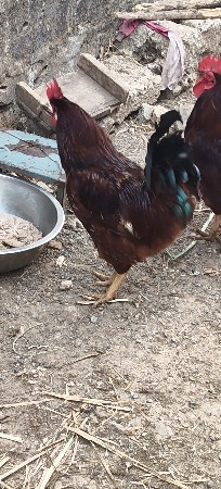 થંબનેલ 3