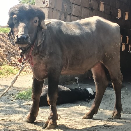 थंबनेल 3