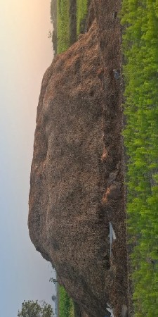 G20 નો કૉરો ભુકો