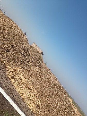 મગ નો પાલો વેચવાનો છે 80વીઘા