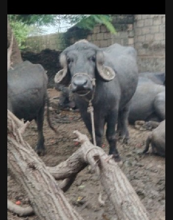 પાડો વેચવાનો છે