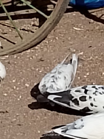 थंबनेल 3