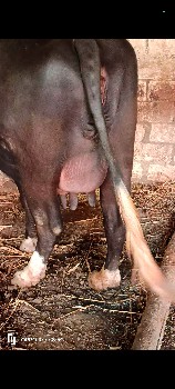 થંબનેલ 3