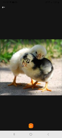 સોનાલી બચ્ચા મળી જાય