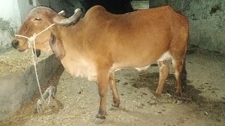 ગાય વેતર ઉપર છે