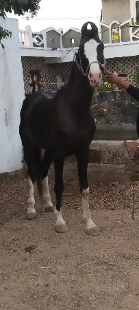 थंबनेल 2