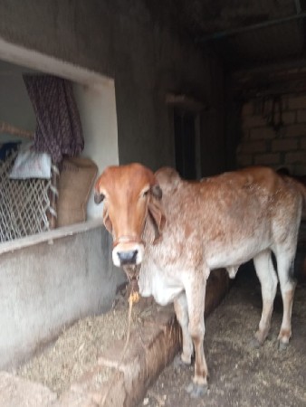 थंबनेल 3