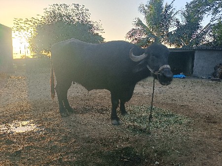 થંબનેલ 3